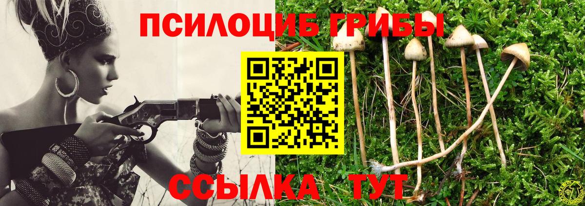 Псилоцибиновые грибы мицелий Новоалександровск